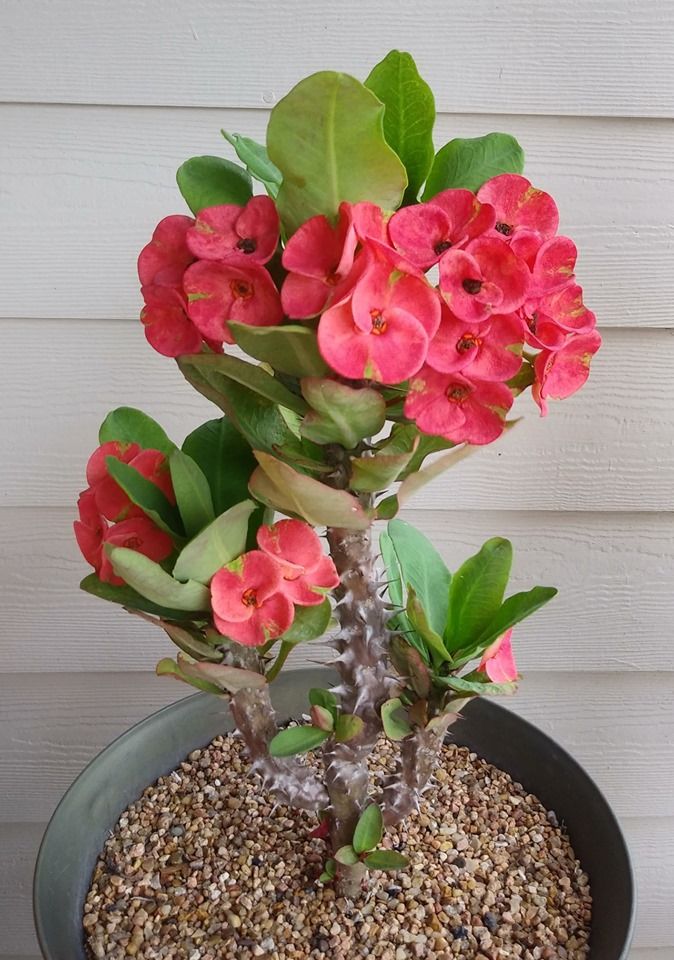 Euphorbia milli ( Crown of Thorns )